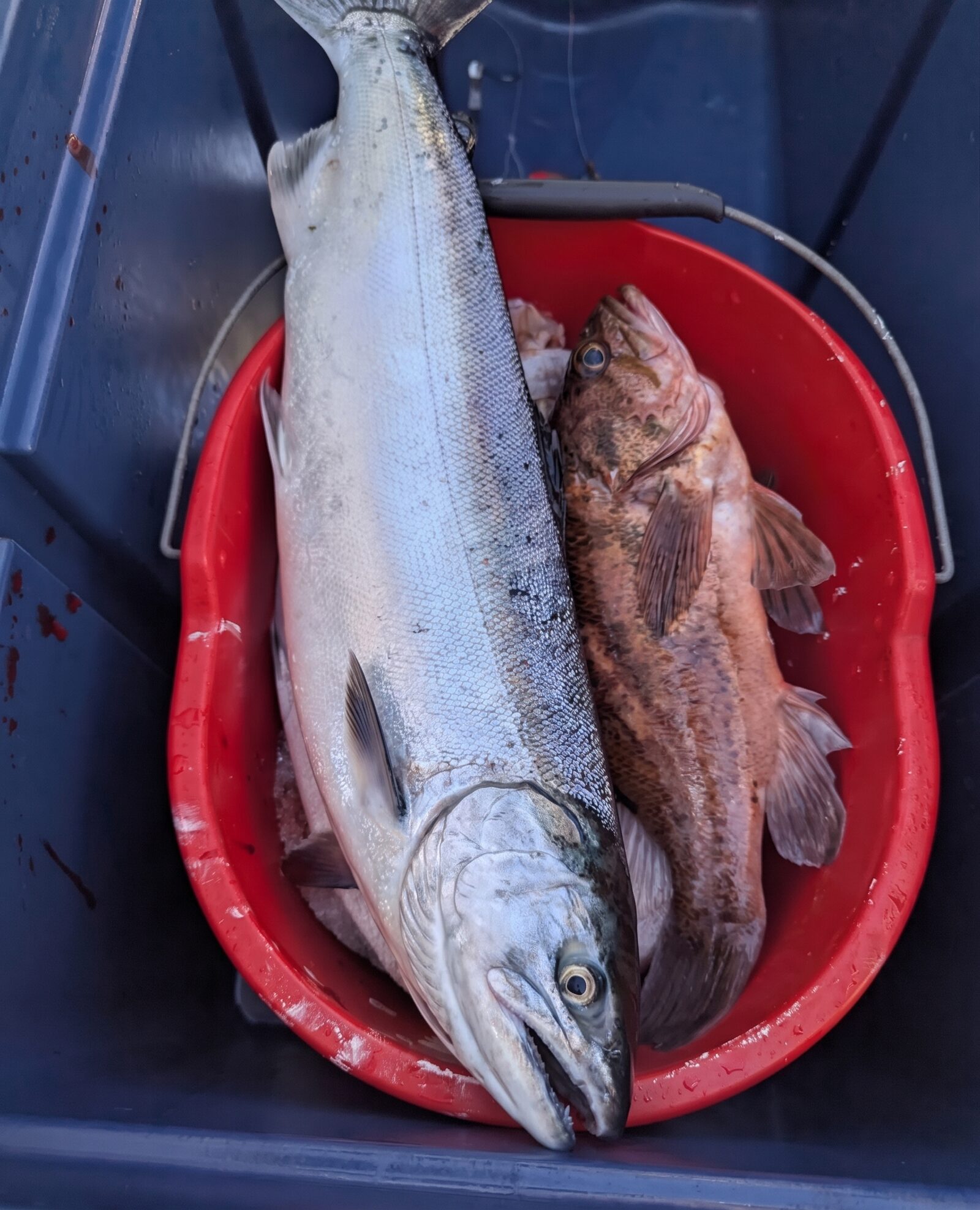 Chrome Chinook salmon leaping from the water on a misty morning — salmon and halibut fishing near Tofino, Vancouver Island